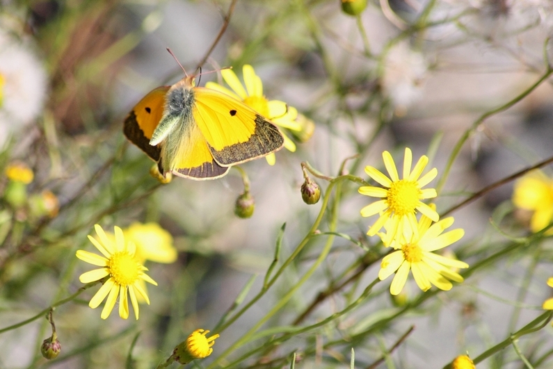 La bellezza � nei colori ma la grazia � nel volo